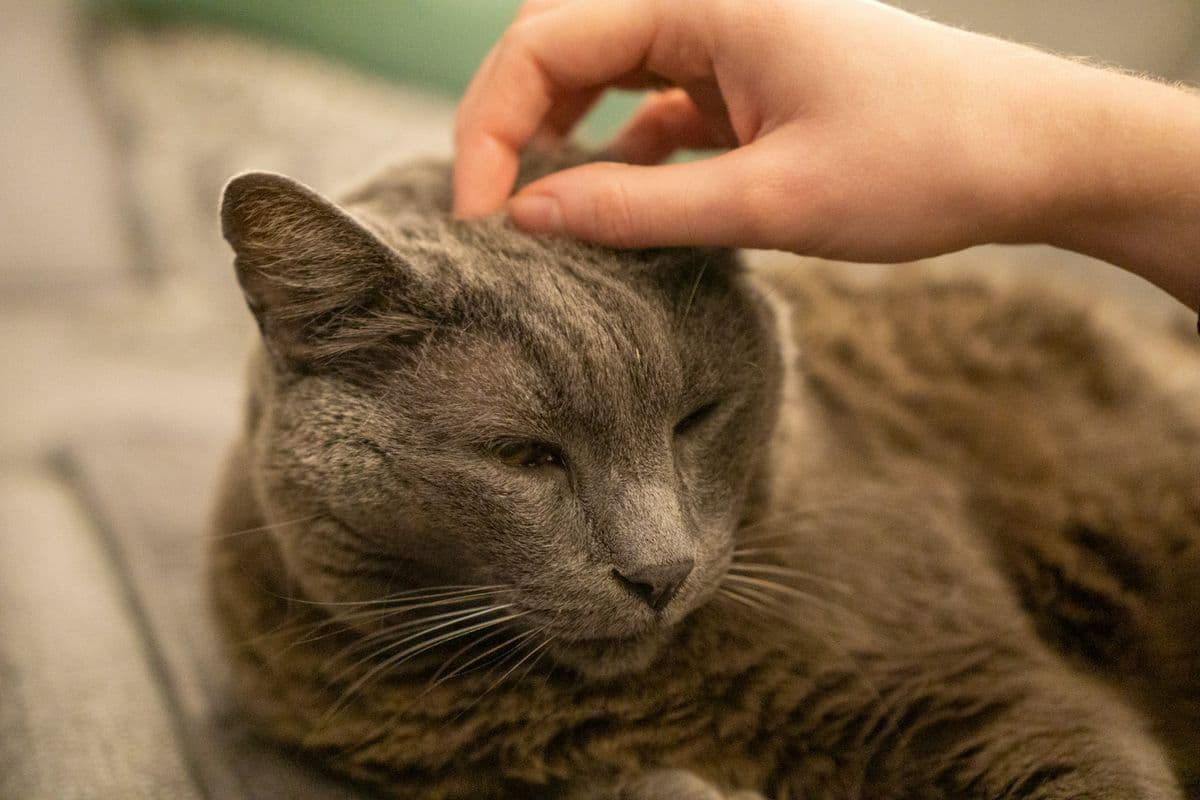 A peaceful home setting for saying goodbye to a beloved pet