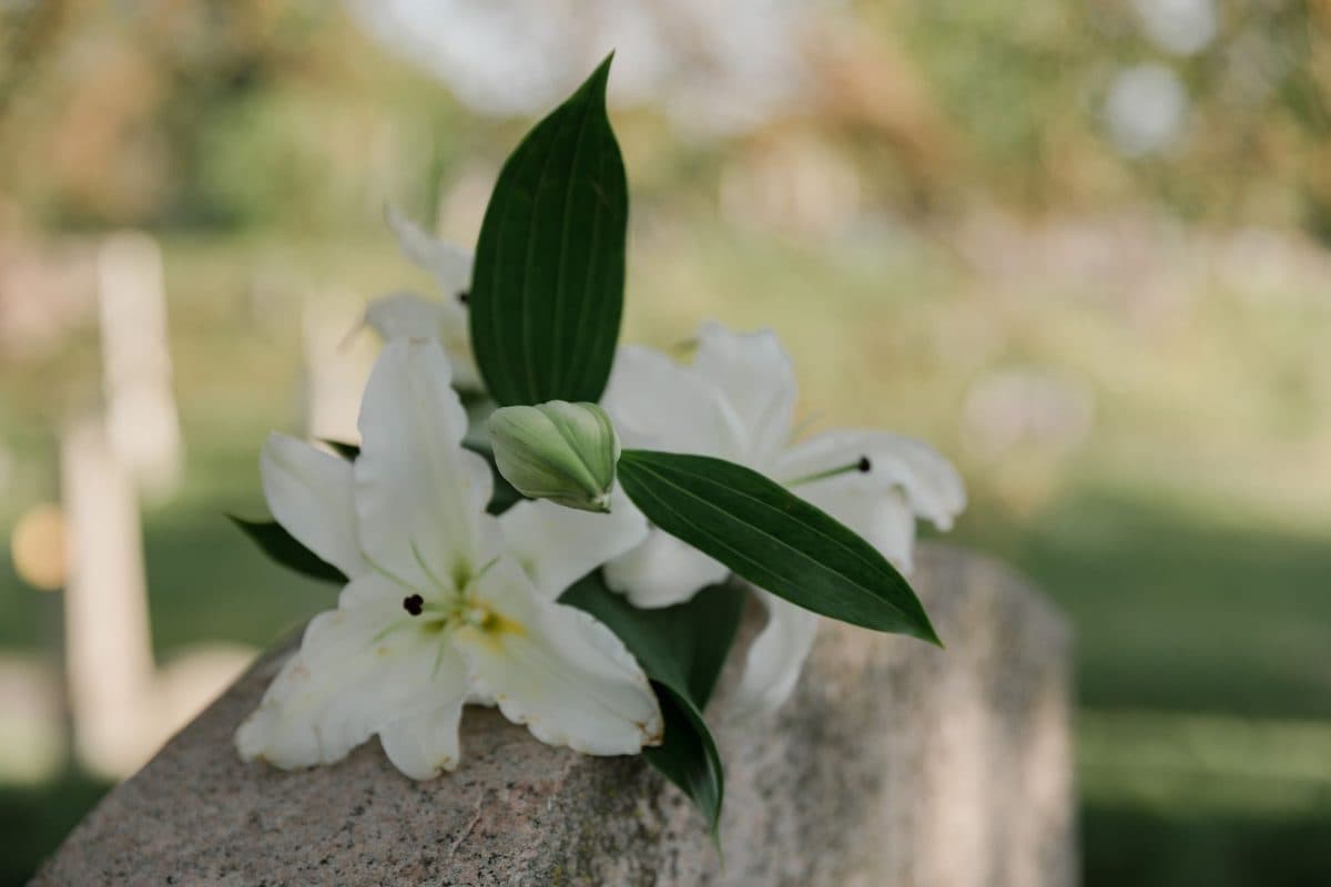 White lilies with green leaves resting on a stone in a quiet, sunlit cemetery