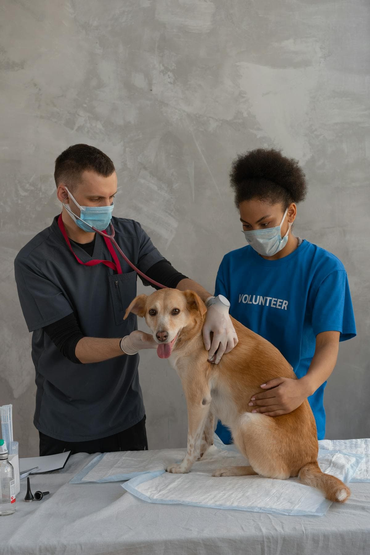 Pet Euthanasia: When It's Time, What Happens, Costs and Aftercare